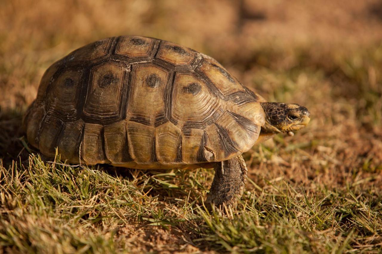 Tortoise Trail Lodge ลางเงอบาน ภายนอก รูปภาพ