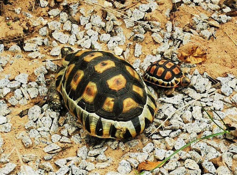 Tortoise Trail Lodge ลางเงอบาน ภายนอก รูปภาพ
